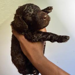 Orange - Brown male Poodle puppy in Atlanta, Georgia from Syren House Doodles & Poodles