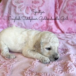 Spritzers English Teddybear - Cream female Goldendoodle puppy in Grove, Oklahoma from Guinn Family Farms