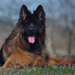 Thror - German Shepherd