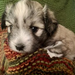 Coton de Tulear Puppies from Catawba Cotons