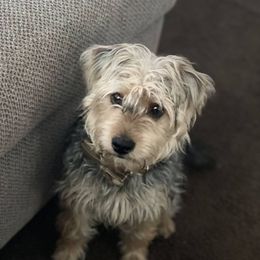 PJ - Yorkipoo