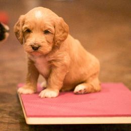 Australian Labradoodle Puppies from Bedrock Labradoodles