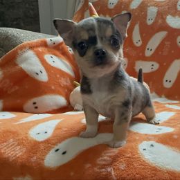 Chihuahua - Blue merle male Chihuahua puppy in Charleston, Maine from North Woods Chihuahua’s & Golden Retrievers