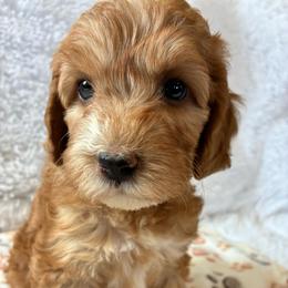 Piglet - Red and white male Cockapoo puppy in Adrian, Oregon from ApplebyFarm