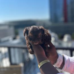Cairo - Chocolate and tan male Yorkshire Terrier puppy in Lynwood, Illinois from SaintNicksWay