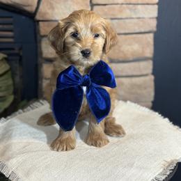 Goldendoodle All Grown Up from Hollywood Doodles