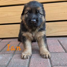Ian - Black and red male German Shepherd puppy in Winterville, North Carolina from Southern Creek (Vom Südbach) German Shepherds