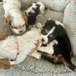 Cavalier King Charles Spaniel Puppies from George Larkin