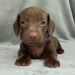 Female 4 - Chocolate female Dachshund puppy in Birmingham, Alabama from LongBottomDachshunds