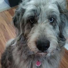 Pyredoodle puppies from Washington Bernedoodles & Pyredoodles