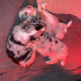 American Corgi and Pembroke Welsh Corgi Puppies from Twisted M Corgi’s