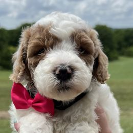 Goldendoodles and Golden Retrievers from Dream Catcher Goldendoodles