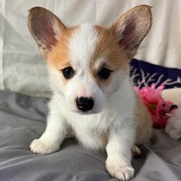 Goldie - Red female Pembroke Welsh Corgi puppy in El Dorado Springs, Missouri from Trixie Dixie