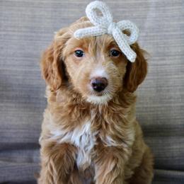 Goldie - Red  female Goldendoodle puppy in Comanche, Texas from Central Texas Doodles, LLC.