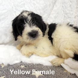 Goldendoodle Puppies from Shelby Doodles