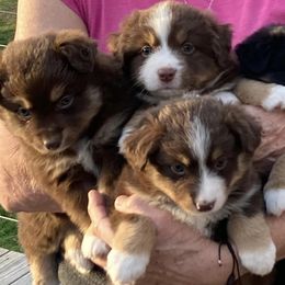 Miniature American Shepherds and Vizslas from New River Gorgeous Puppies