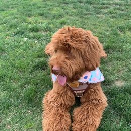 Australian Labradoodle and Labradoodle Puppies from Doodles_Ko