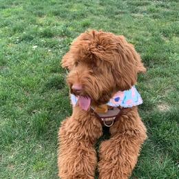 Australian Labradoodle and Labradoodle Puppies from Doodles_Ko