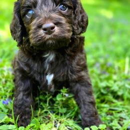 Hershey ( Choco Phantom) - Brown and tan male Cockapoo puppy in Dayton, Ohio from BATDOGSNDOODLES
