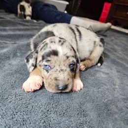 Piper NALC - Blue merle female Catahoula Leopard Dog puppy in Doerun, Georgia from Twig & Tail Puppies