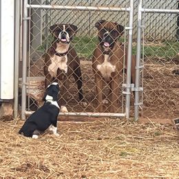 Boxer Puppies from Jarrells AKC Boxers of NC