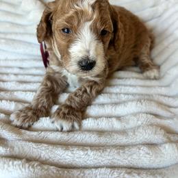 AKC red collar - Red  male Poodle puppy in Dallas, Georgia from West Cobb Dogs