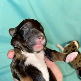 Aussiedoodle, Australian Shepherd, and Toy Australian Shepherd Puppies from Circle B Farms