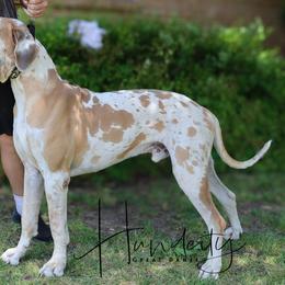 Zeus - Great Dane