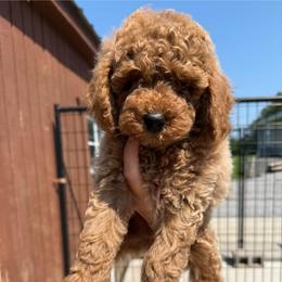 Firecracker - Apricot male Poodle puppy in Greensburg, Kentucky from Doodle Me Crazy