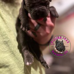 Cane Corso Puppies from Killing Joke Kennels, LLC