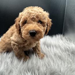 Orange collar - Red  male Poodle puppy in Fredericktown, Missouri from Ellie & Co. Doodles and Poodles