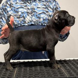 Male 1 - Black male Cane Corso puppy in Cashion, Oklahoma from APEXOK Cane Corsos LLC