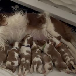 Cavalier King Charles Spaniels from CAVALMAGNE
