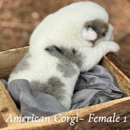 Merle Mismark 1700 - Blue merle and white female American Corgi puppy in Nashville, Arkansas from Whisenhunt Farms