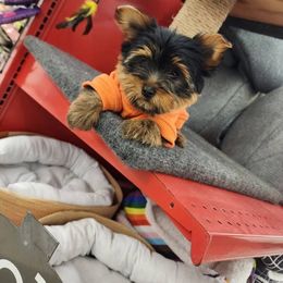 Pumpkin - Blue and gold female Yorkshire Terrier puppy in Providence, Rhode Island from E&A Pets LLC