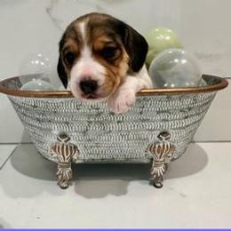 Beagles from Southern Charm Beagles