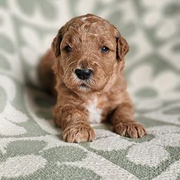 Goldendoodle Puppies from Doodles of West Chester