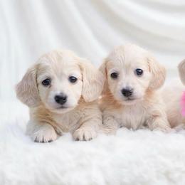 Gina - Cream female Dachshund puppy in Richmond, Virginia from Irresistible Dachshunds & Cavaliers