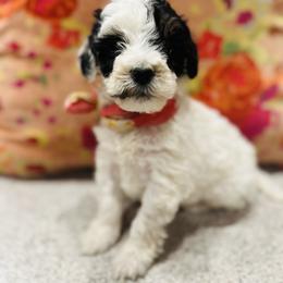 Sugar - Tri-color female Bernedoodle puppy in Sherman, Illinois from Shirl Doodle Life
