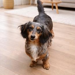 Trixi - Dachshund