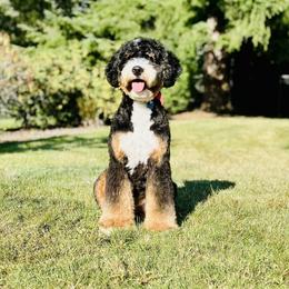 Bernedoodle, Cavapoo, and Poodle All Grown Up from Kelly Brooks