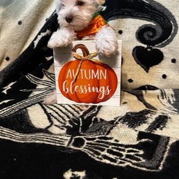 Miniature Schnauzer Puppies from Amaya Lara Schnauzers