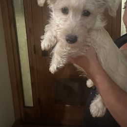 Ruby - Wheaten female Scottish Terrier puppy in San Diego (Jamul), California from Lee Valley Scotties