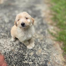 Oak - Cream male Aussiedoodle puppy in Wilkinsville, South Carolina from Feather Branch Farm and Kennel