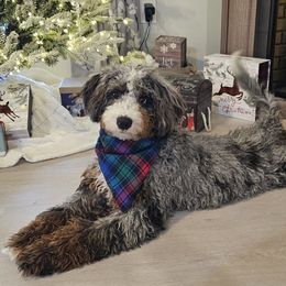 Charlie - Bernedoodle