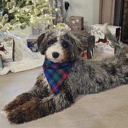 Charlie - Bernedoodle