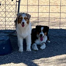Australian Shepherd Puppies from Shawnkara Australian Shepherds & Miniature American Shepherds