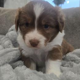 Chedder - Red tri-color male Miniature American Shepherd puppy in Santa Rosa, California from BennettValleyAussies