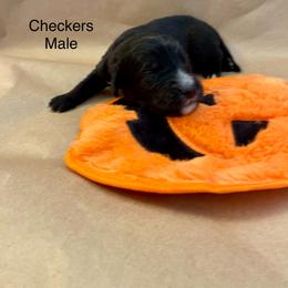 Goldendoodle Puppies from Dhalia’s Doodles