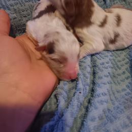 Girl 2 - Red merle female Australian Shepherd puppy in Sultan, Washington from Van Huitt Australian Shepherds